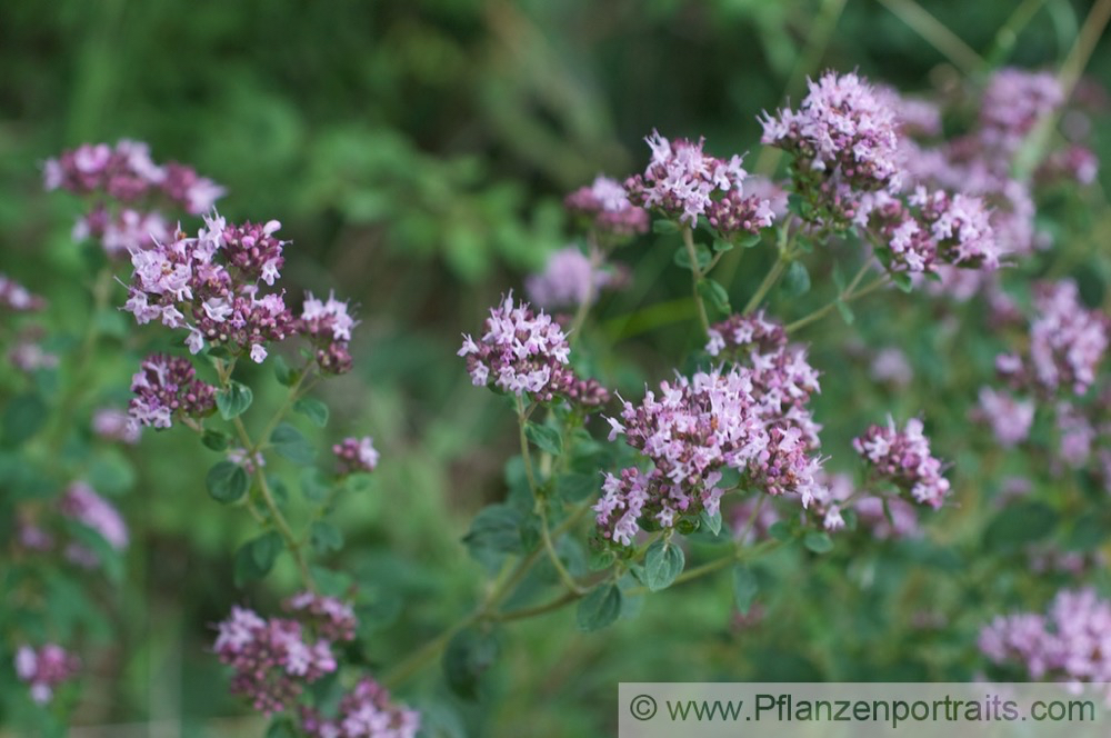 Origanum vulgare Wilder Majoran echter Dost 2.jpg