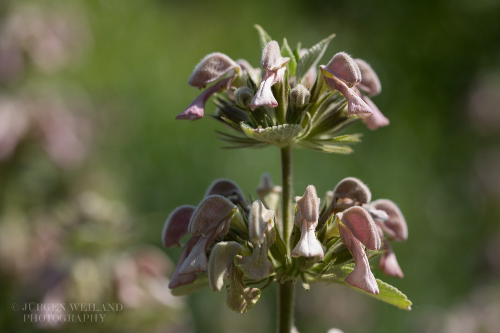 Phlomis samia Samos Brandkraut.jpg