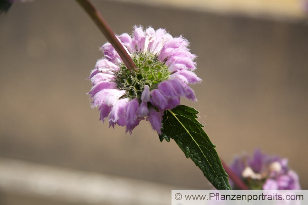 Phlomis tuberosa Knolliges Brandkraut.jpg