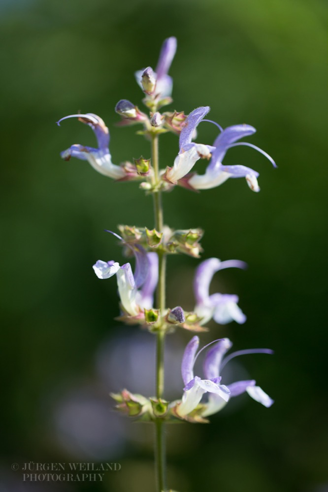 Salvia forskaohlei L.jpg