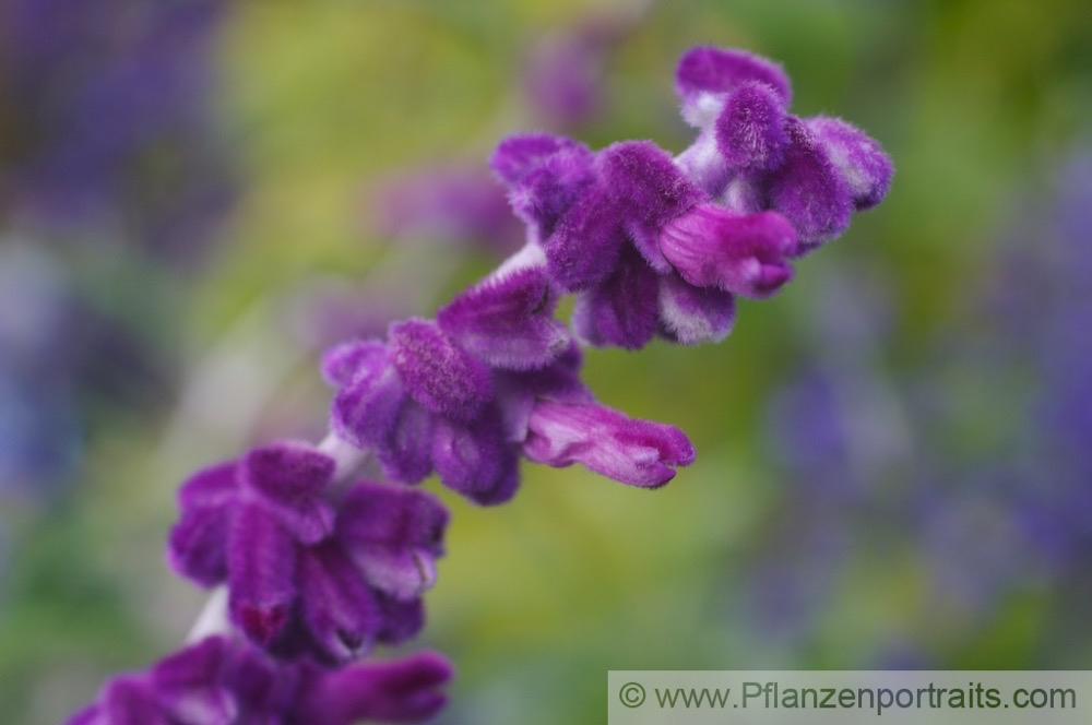 Salvia leucantha Strauchiger Salbei Mexican Bush Sage 2.jpg