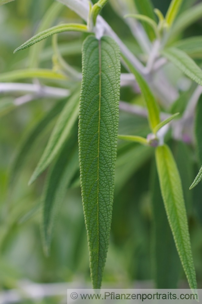 Salvia leucantha Strauchiger Salbei Mexican Bush Sage.jpg