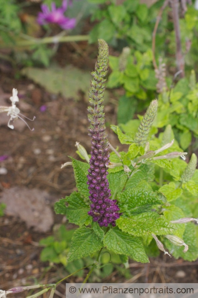 Teucrium hyrcanicum  Kaukasus Gamander Caucasian Germander.jpg