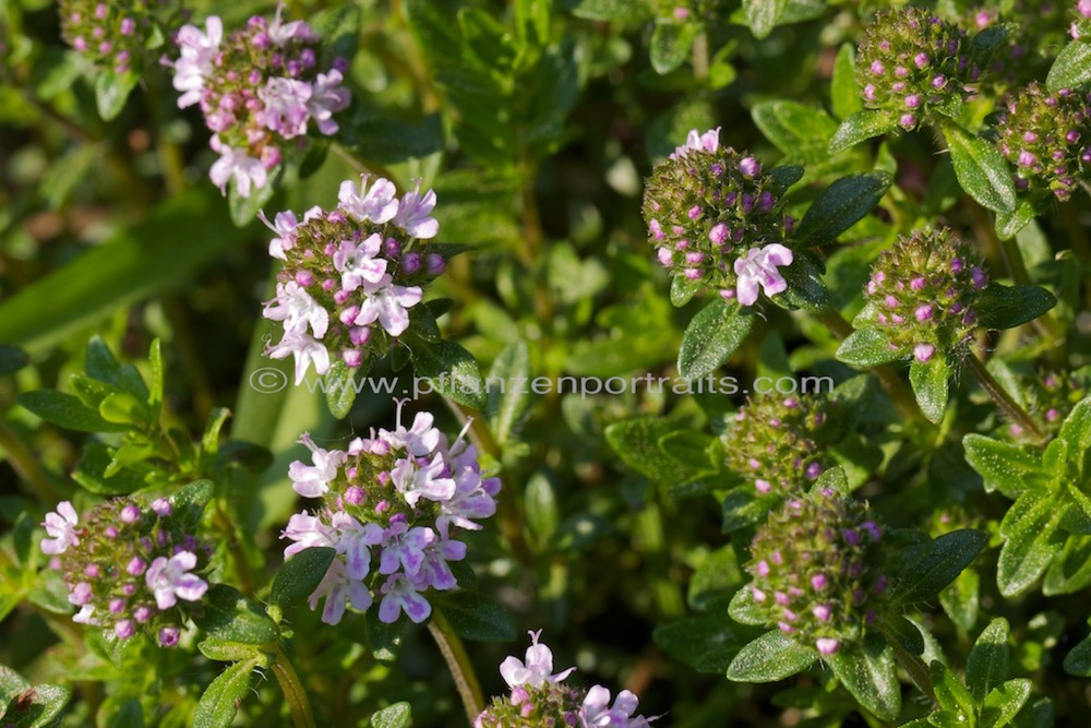 Thymus vulgaris Thymian Thyme 2.jpg