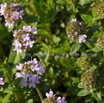 Thymus vulgaris Thymian Thyme 2.jpg