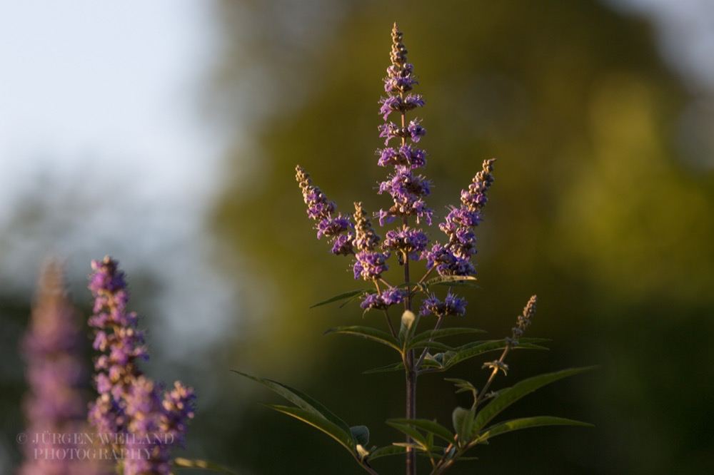 Vitex agnus castus Moenchspfeffer Chaste Tree.jpg