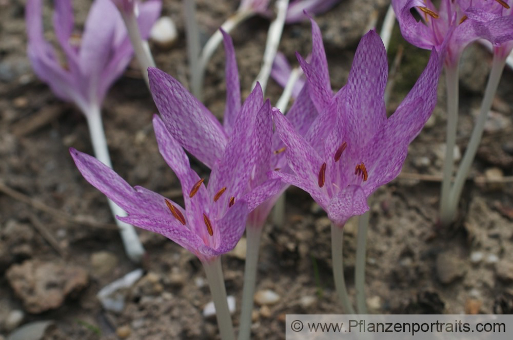 Colchicum agrippinum Herbstzeitlose Naked Ladies 2.jpg