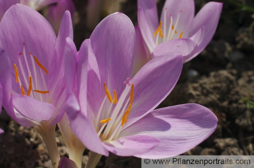 Colchicum autumnale Herbst-Zeitlose Naked Ladies 2.jpg