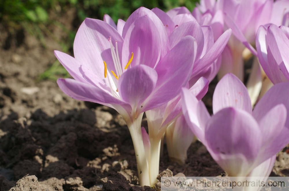 Colchicum autumnale Herbst-Zeitlose Naked Ladies 3.jpg