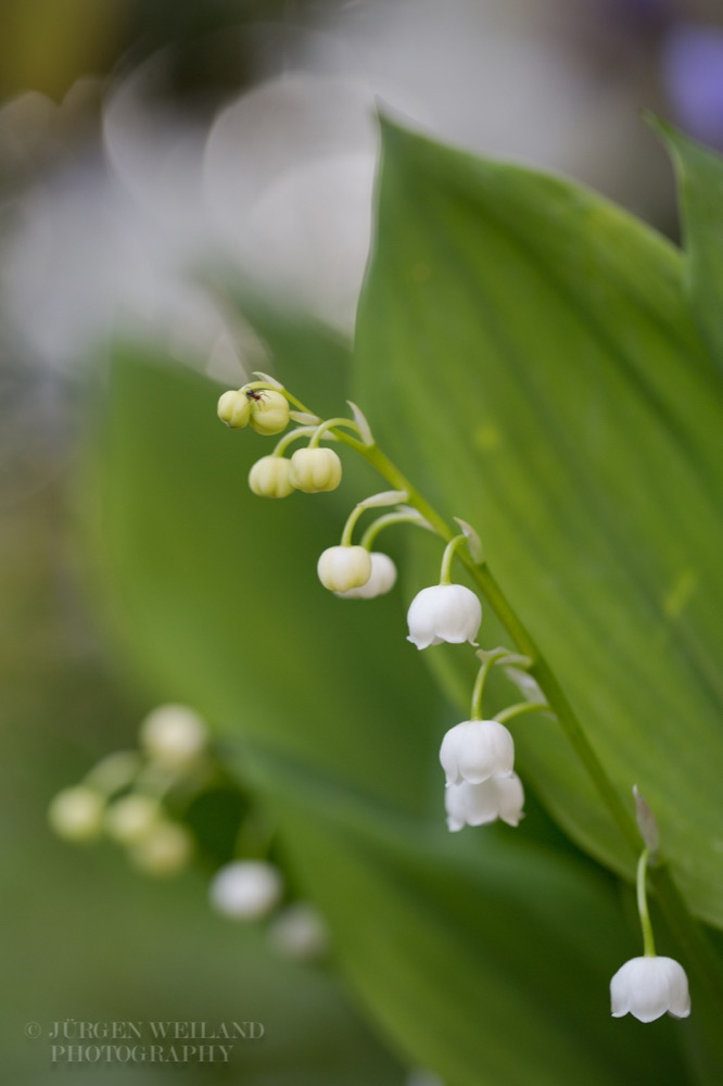 Convallaria majalis MaigloeckchenLily of the Valley.jpg