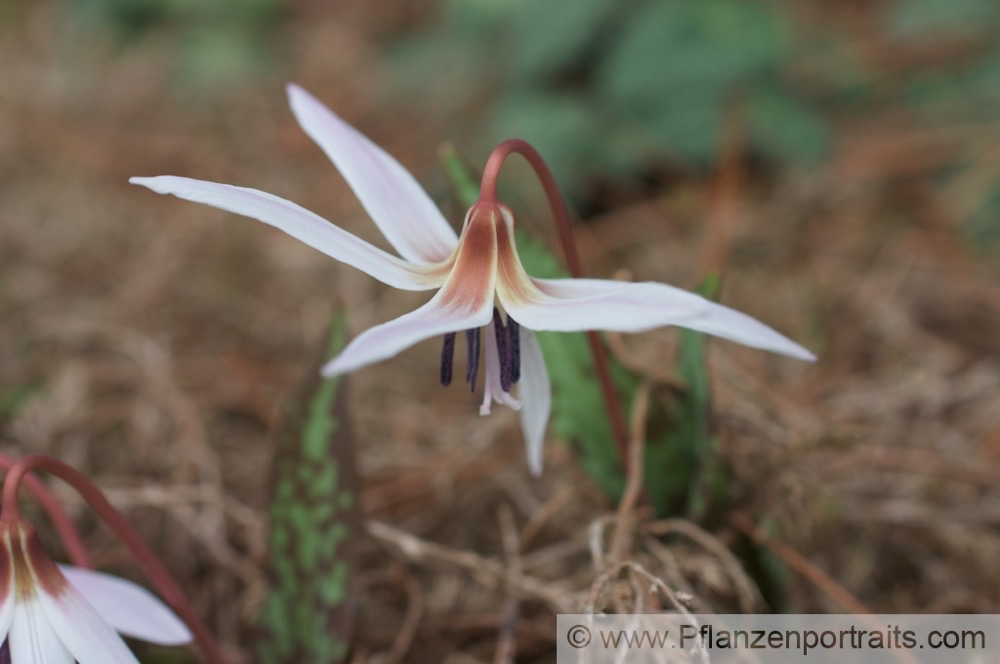 Erythronium dens-canis Europaeischer Hundszahn Dogs Tooth Violet.jpg