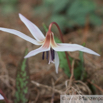 Erythronium dens-canis Europaeischer Hundszahn Dogs Tooth Violet.jpg