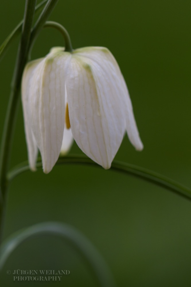 Fritilaria meleagris Schachblume Chess flower.jpg