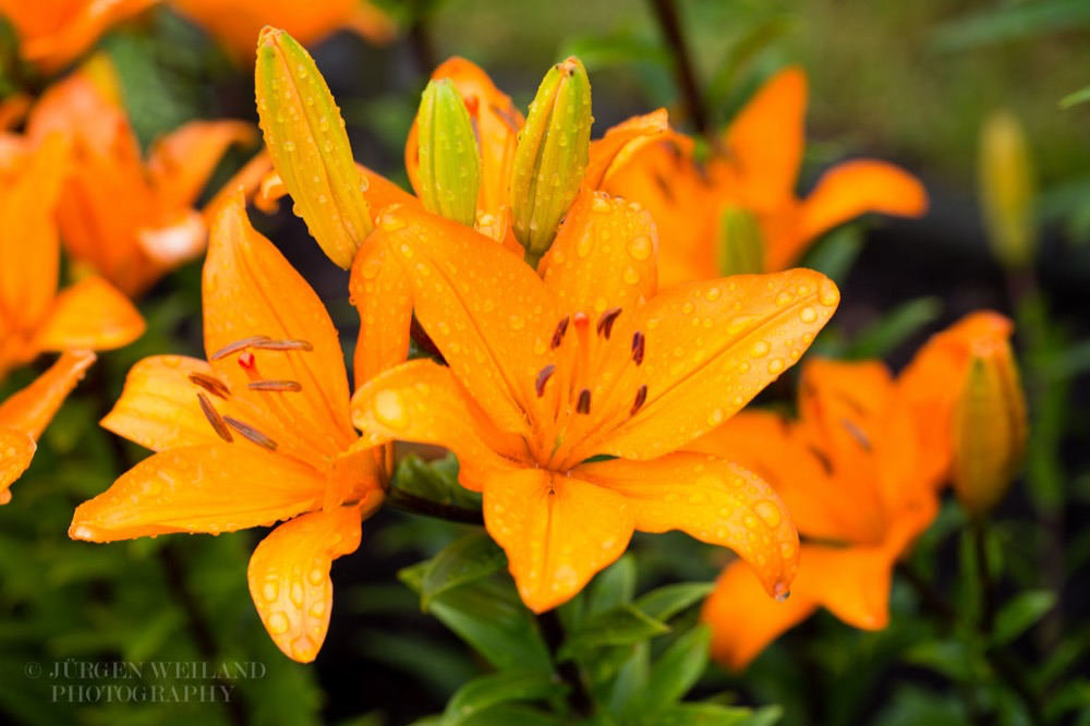 Lilium bulbiferum Feuerlilie_.jpg