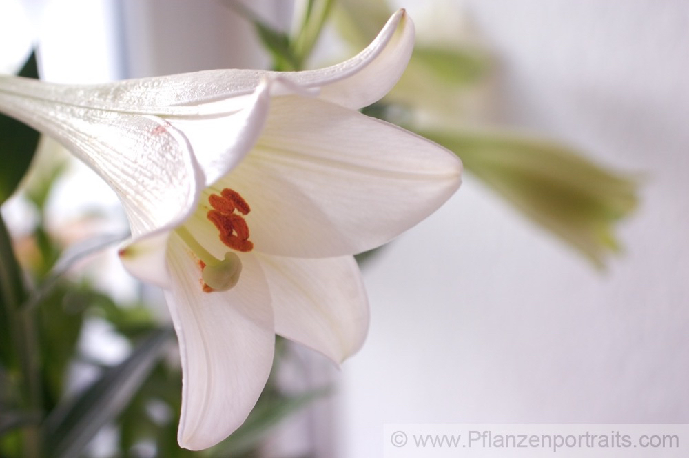 Lilium candidum Madonnen Lilie White Lily.jpg