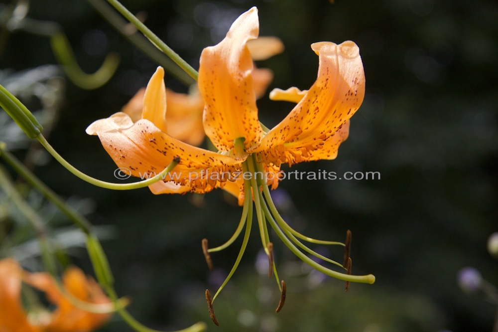 Lilium lancifolium tigrinum Tigerlilie Tiger lily.jpg