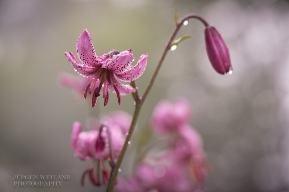 Lilium Martagon Tuerkenbundlilie.jpg