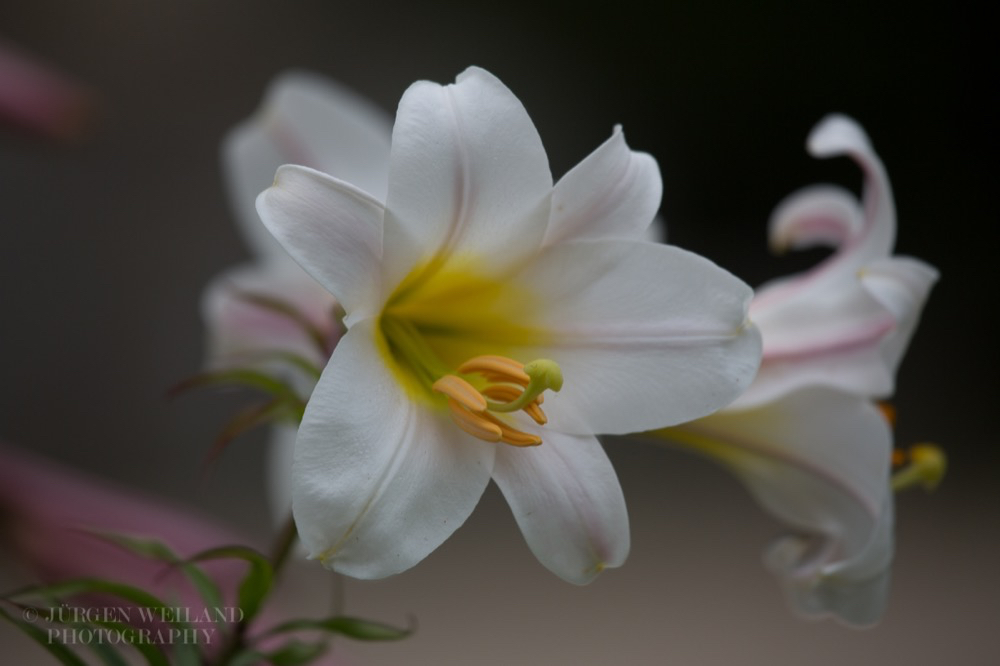 Lilium regale Königs-Lilie Regal Lily 2.jpg