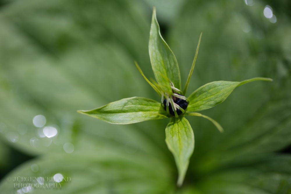 Paris quadrifolia Vierblaettrige Einbeere Herb Paris 2.jpg