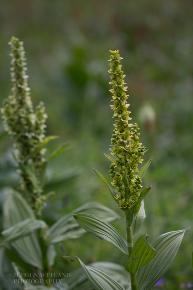 Veratrum album Weisser Germer European white hellebore 2.jpg