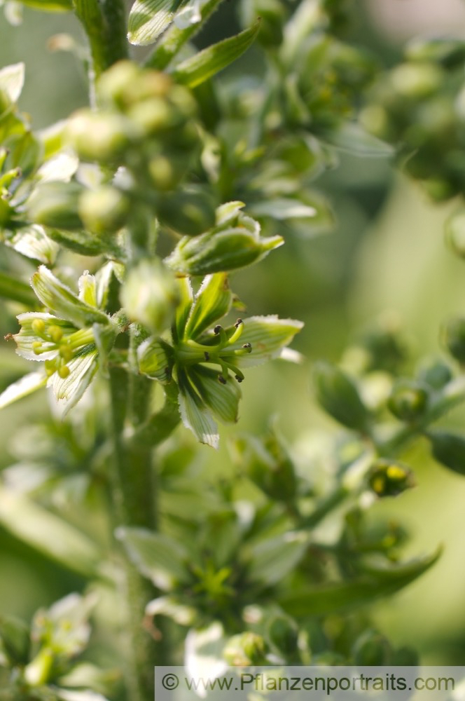 Veratrum album Weisser Germer European white hellebore.jpg