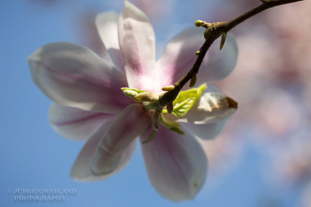 Magnolia x soulangeana Tulpen-Magnolie Lennes Magnolia 3.jpg