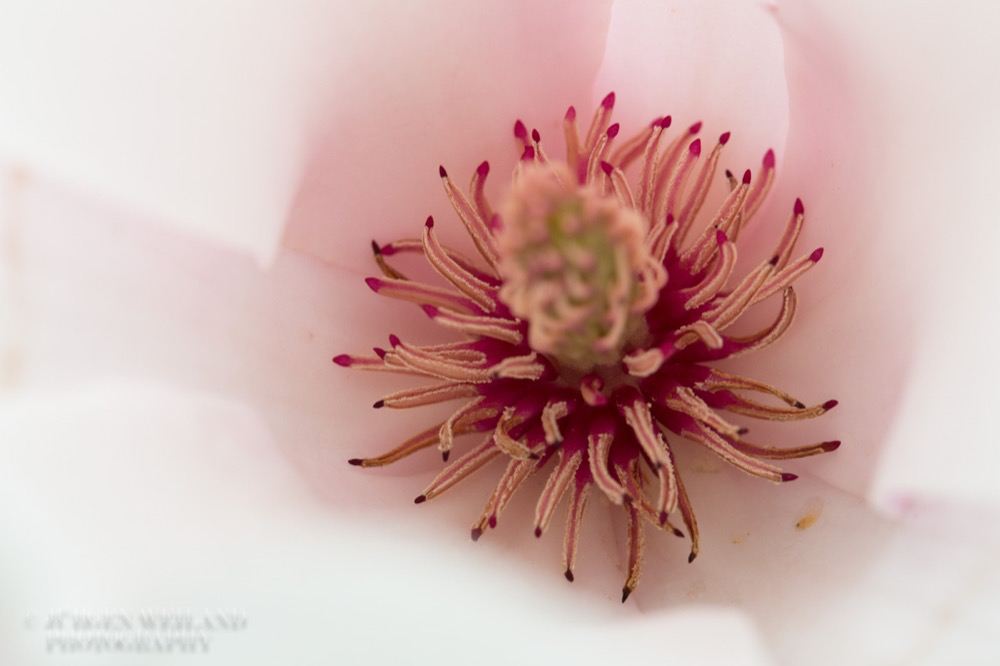 Magnolia x soulangeana Tulpen-Magnolie Lennes Magnolia.jpg