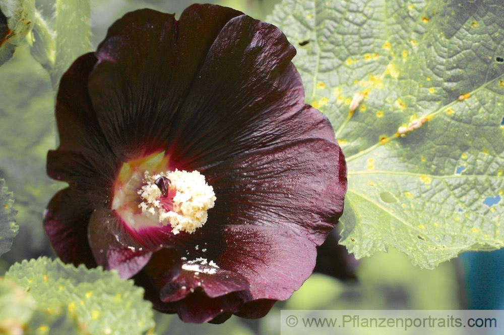 Alcea rosea Chinesische Stockrose Hollyhock 2.jpg