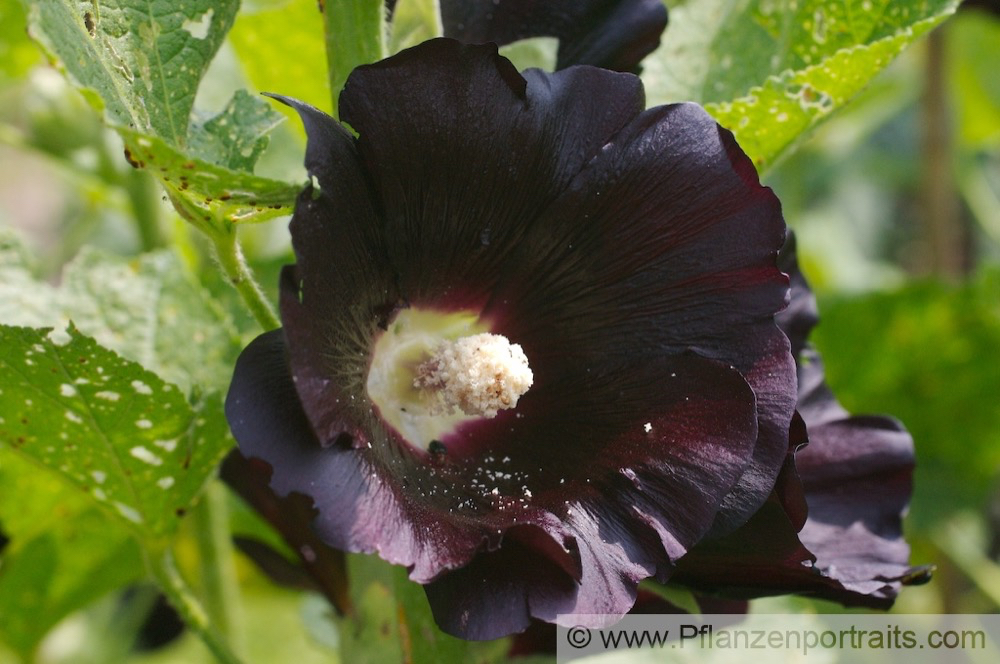 Alcea rosea Chinesische Stockrose Hollyhock 3.jpg