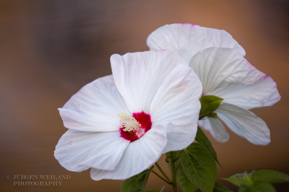 Hibiscus moscheutos Sumpf Eibisch Rose mallow.jpg