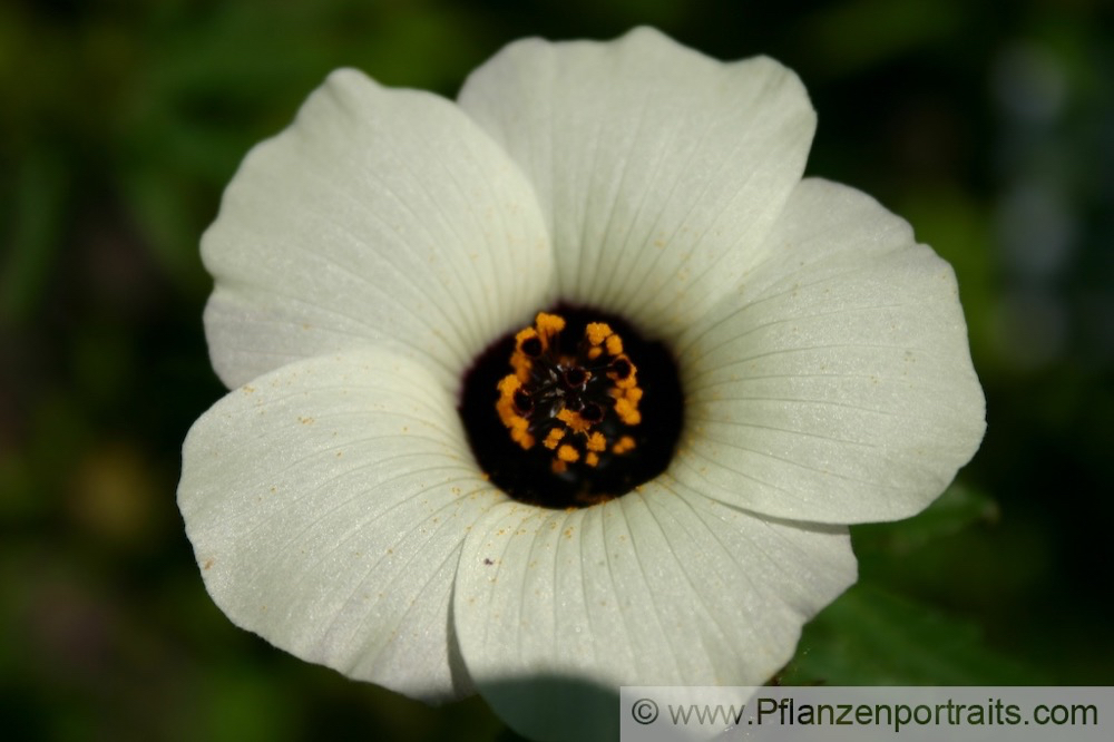 Hibiscus trionum Stunden-Roseneibisch Flower of an hour.jpg