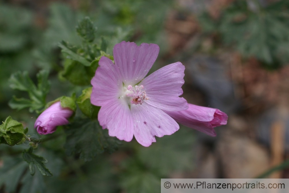 Malva neglecta Wegmalve Common Mallow 3.jpg