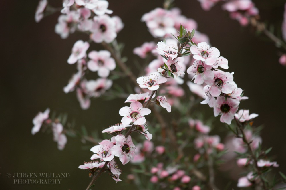 Leptospermum scoparium Manuka New Zealand Teatree.jpg