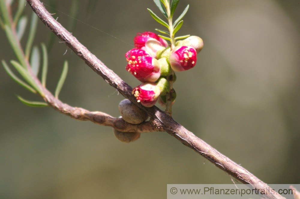 Melaleuca fulgens Myrtenheide Honey Myrtle 2.jpg