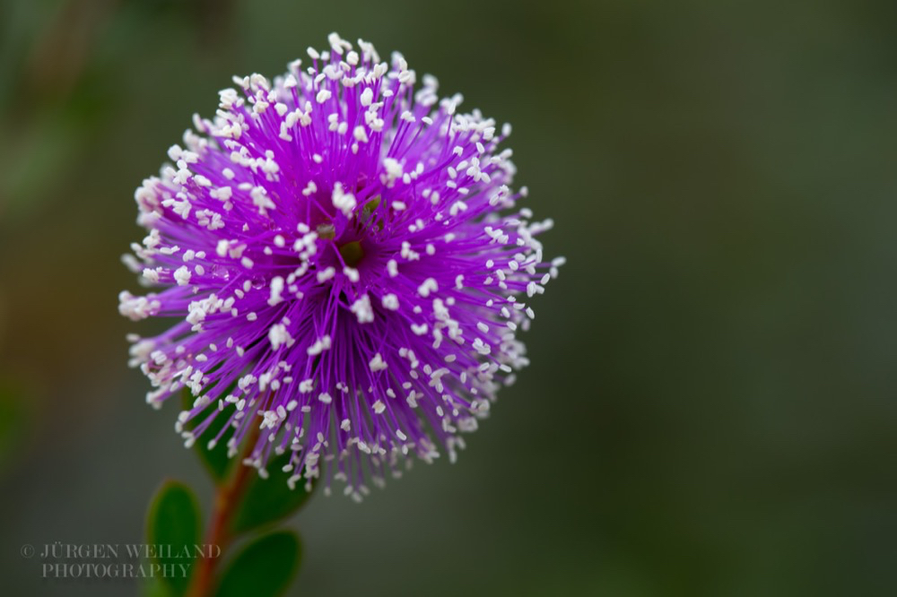 Melaleuca nesophila Bunte Myrtenheide Pink Melaleuca.jpg