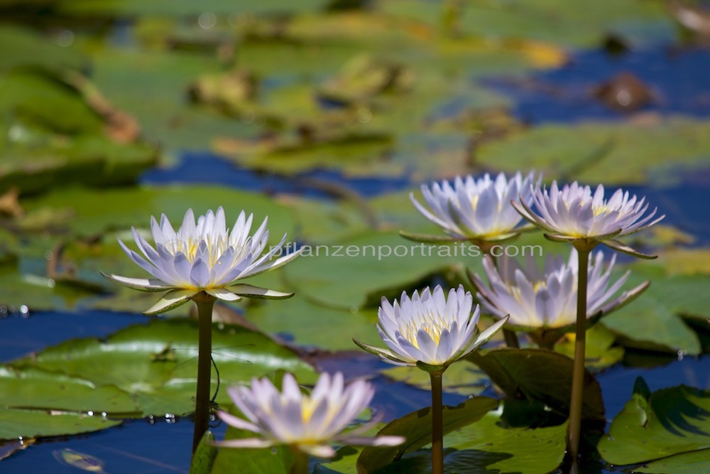 Nymphae nochali Blue star water lily 2.jpg