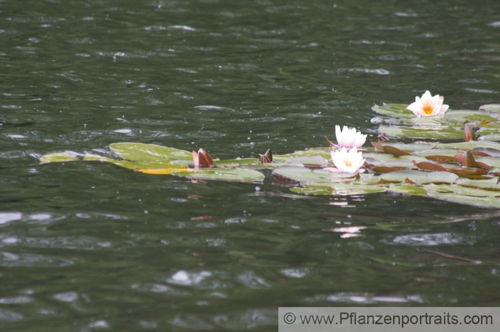 Nymphaea alba Seerose_Wasserrose White Water Lily.jpg