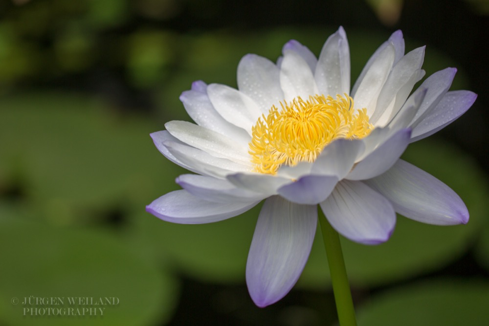 Nymphaea gigantea Australische Seerose Water Lily 2.jpg