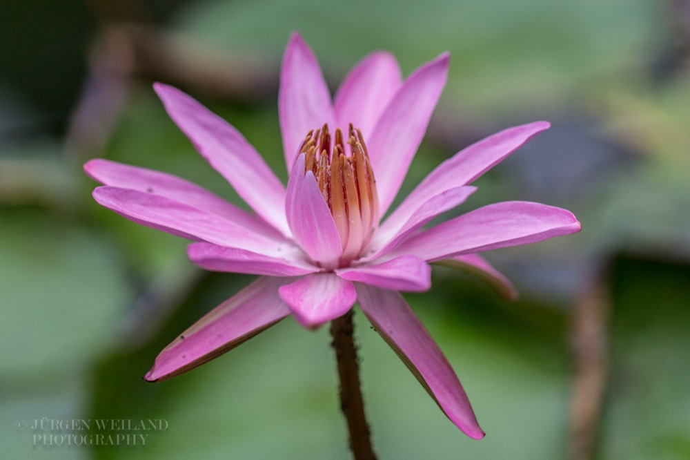 Nymphaea stellata var rosea.jpg