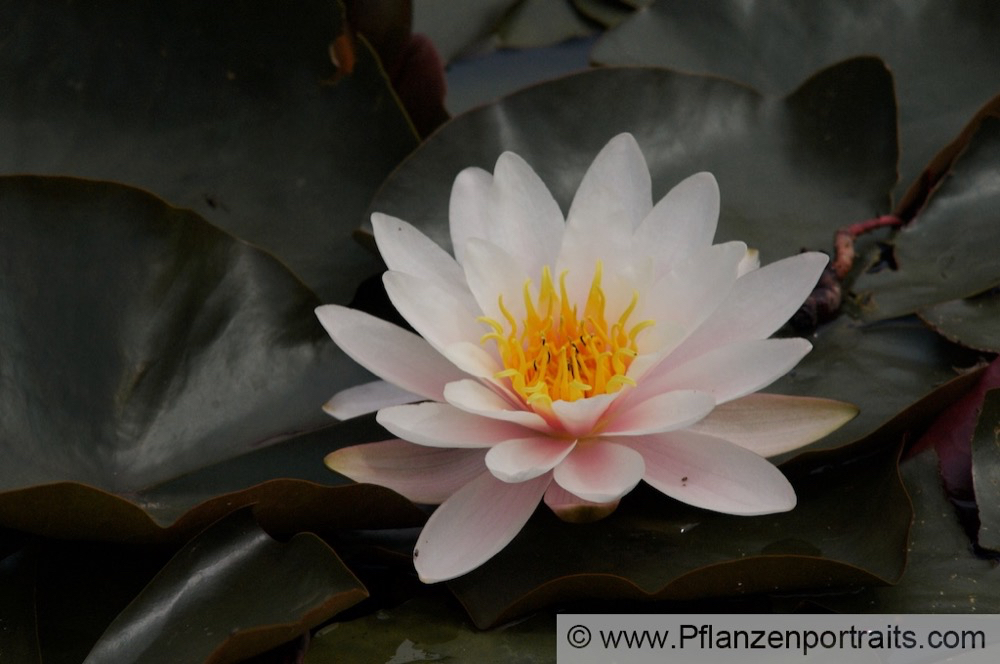 Nymphaea tetragona Rosa Seerose.jpg