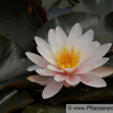 Nymphaea tetragona Rosa Seerose.jpg