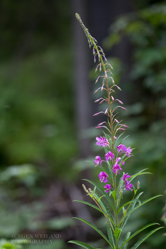 Epilobium angustifolium Schmalblaettriges Weidenroeschen Rosebay Willowherb 2 4.jpg