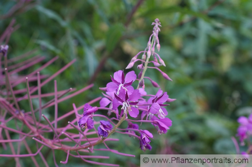 Epilobium angustifolium Schmalblaettriges Weidenroeschen Rosebay Willowherb 3.jpg