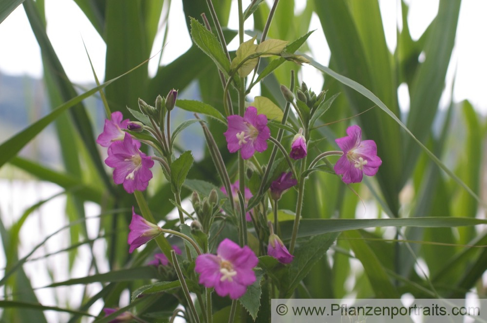 Epilobium hirsutum Rauhhaariges Weidenroeschen Willowherb._1.jpg