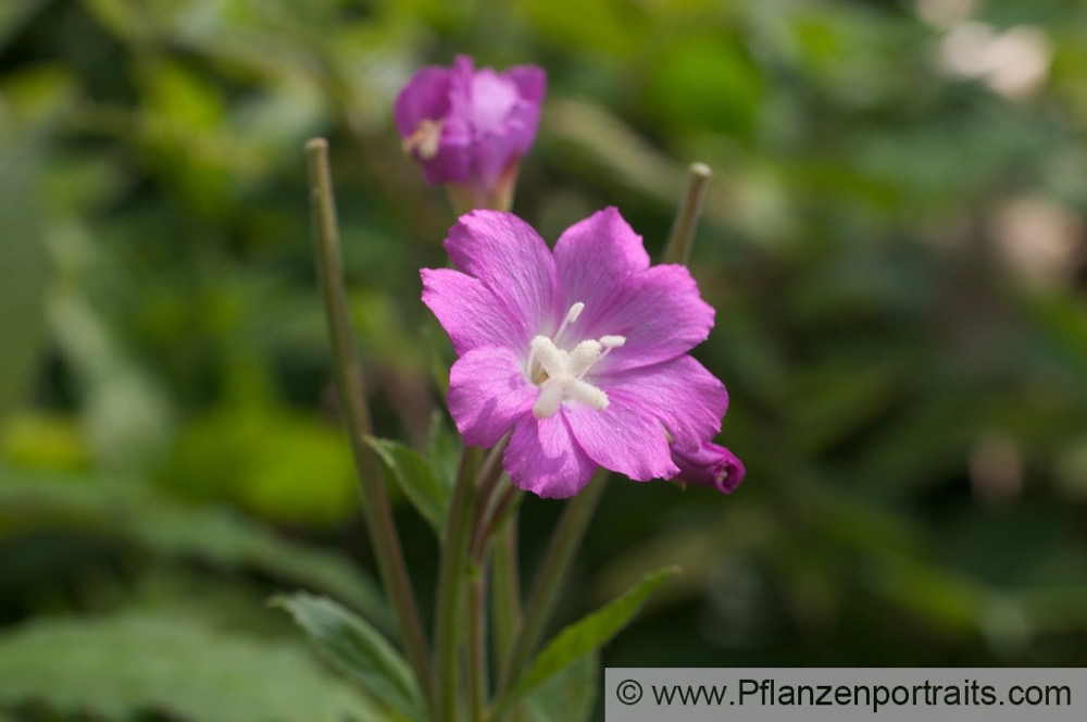 Epilobium hirsutum Rauhhaariges Weidenroeschen Willowherb.jpg