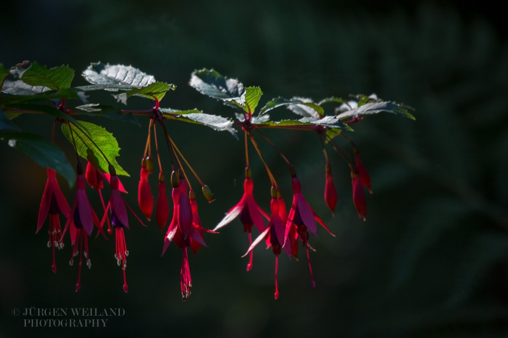 Fuchsia regia.jpg