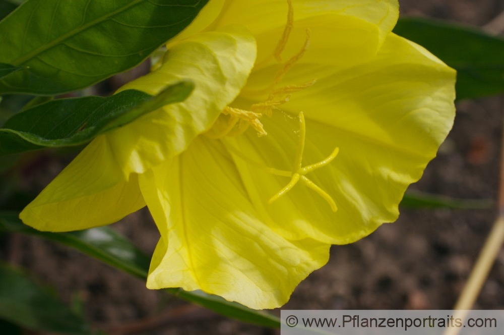 Oenothera macrocarpa Missouri Nachtkerze Missouri Evening Primrose.jpg