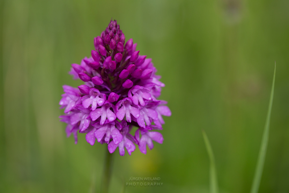 Anacamptis pyramidalis Pyramiden-Hundswurz - Pyramidal Orchid.jpg