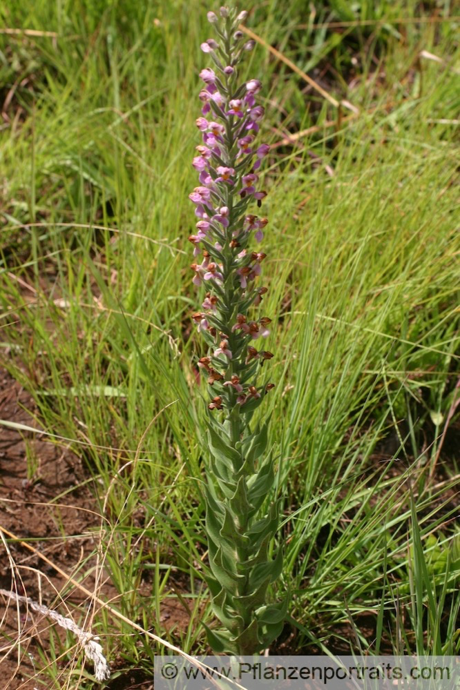 Brachycorythis ovata_1.jpg