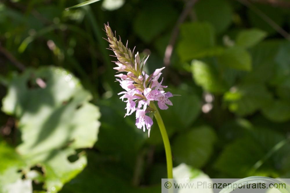 Dactylorhiza fuchsii Fuchs Knabenkraut Common Spotted Orchid. 4.jpg